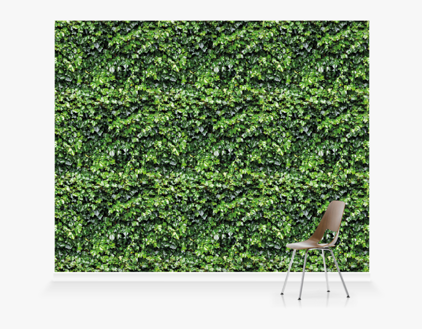 Hedge, HD Png Download