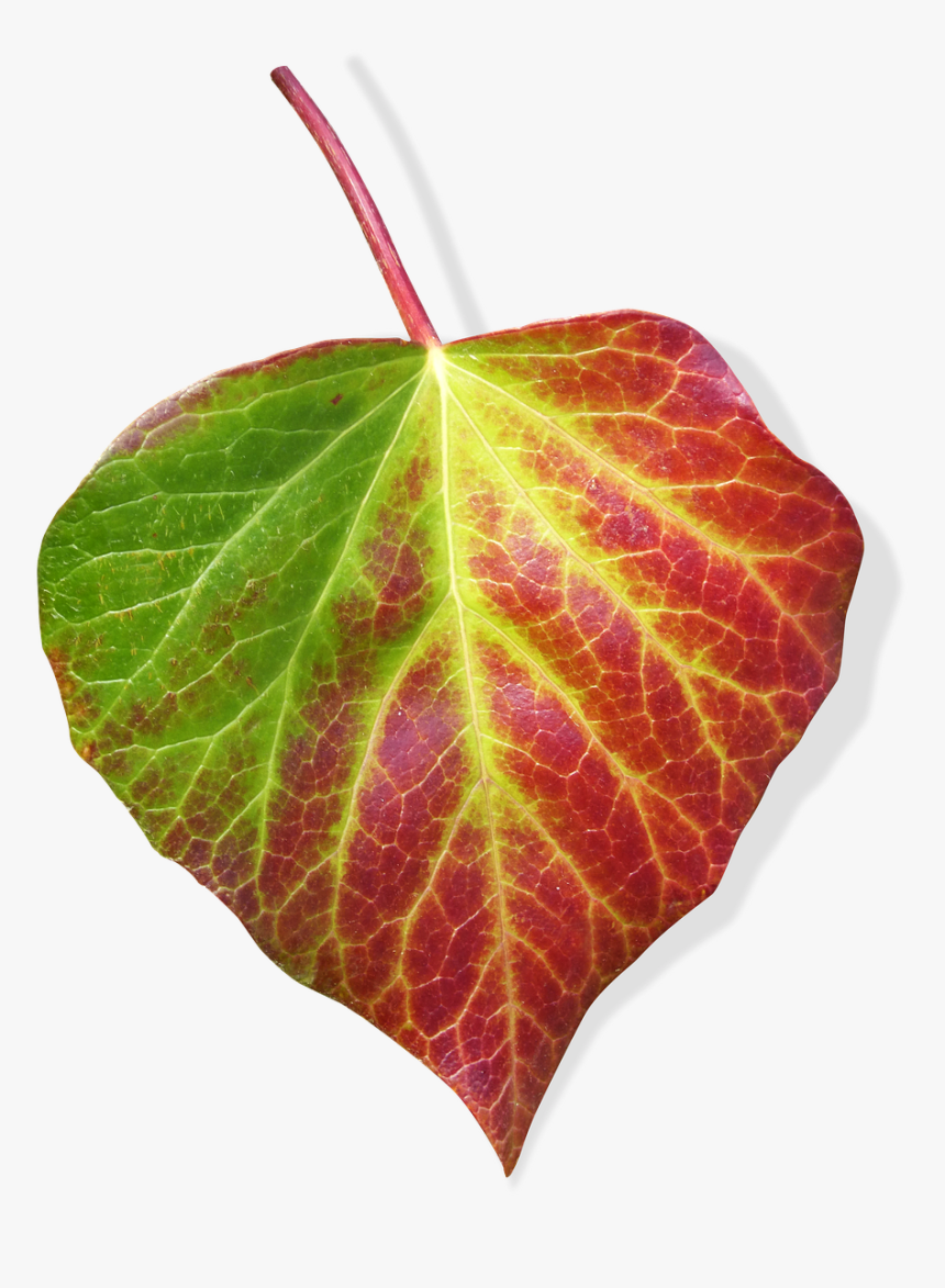 Leaf, Ivy, Transparent Background, Green And Red Leaf - Leaf, HD Png Download