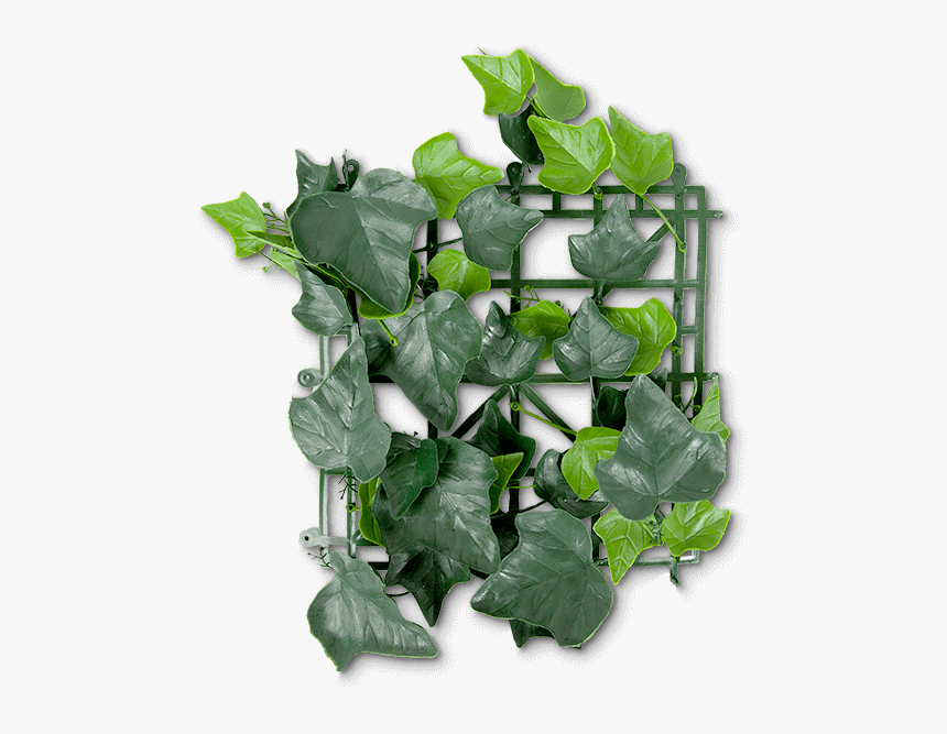 Ivy, HD Png Download