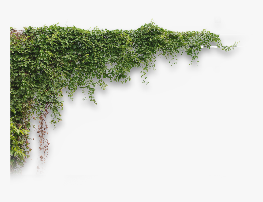 Plants, HD Png Download