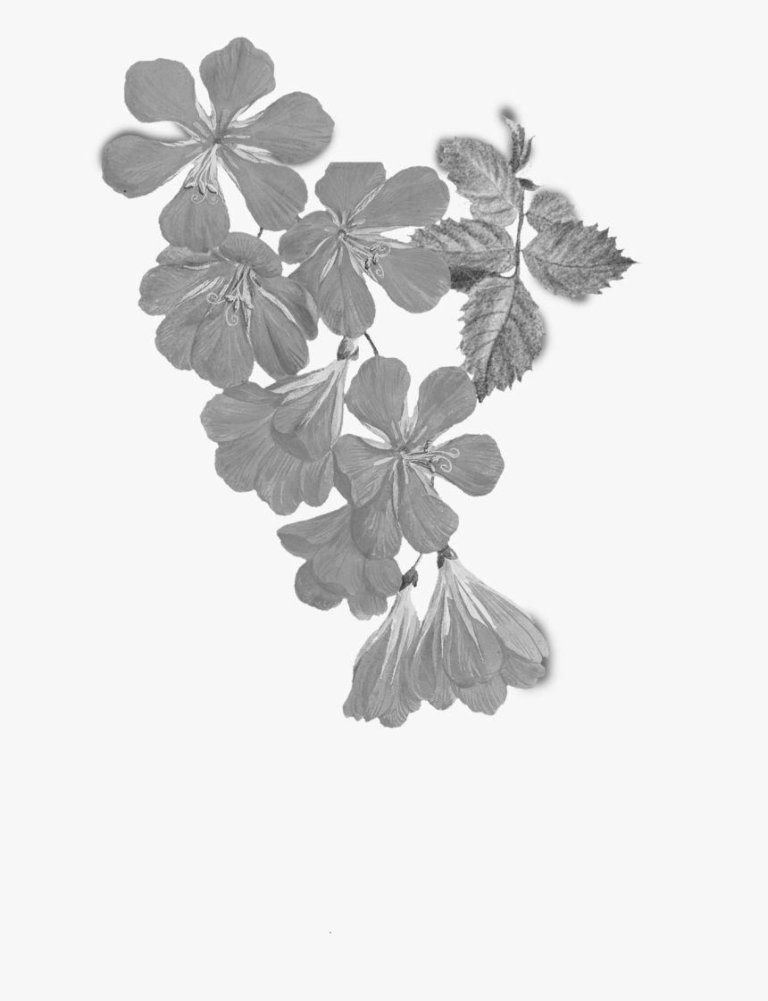 Maidenhair Tree, HD Png Download