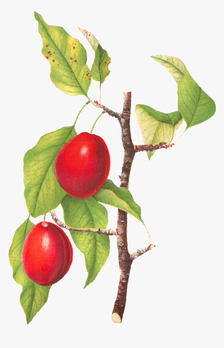 Plum Clipart Fruit - Camu Camu, HD Png Download