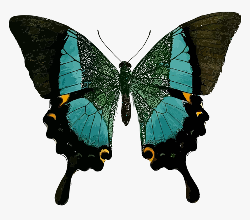 Line Symmetry In Real Life, HD Png Download