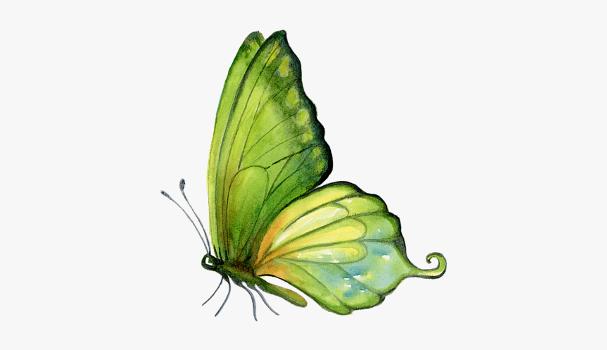 Butterfly Watercolor Png, Transparent Png