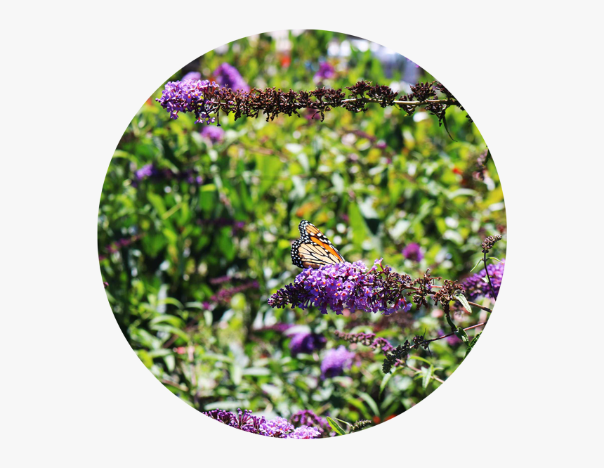 Butterfly Bush Png - Monarch Butterfly, Transparent Png