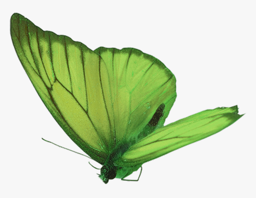 Green Butterfly Png, Transparent Png