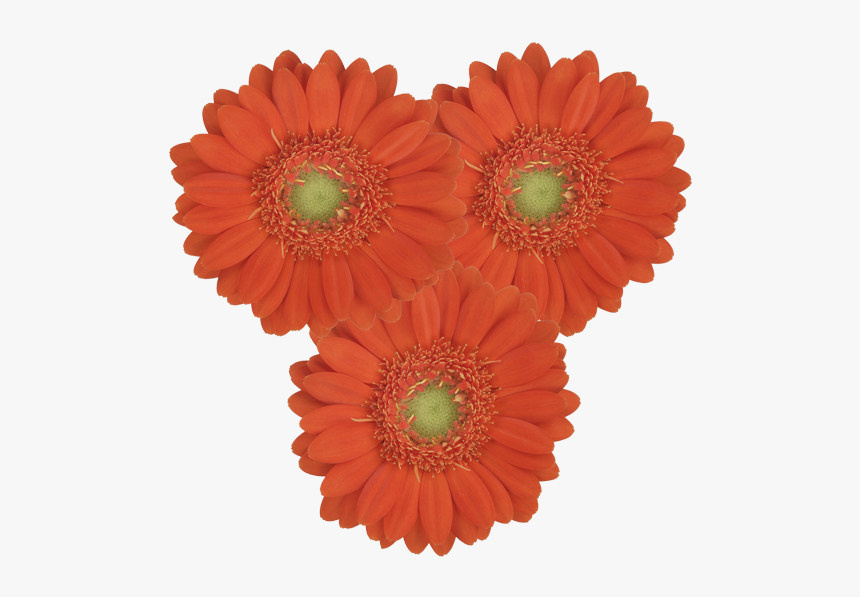 Birthday, HD Png Download