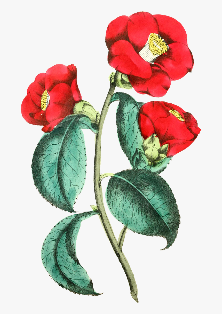 Illustration, HD Png Download