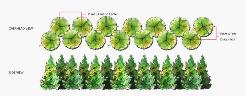 Thuja Green Giant Double Row, HD Png Download