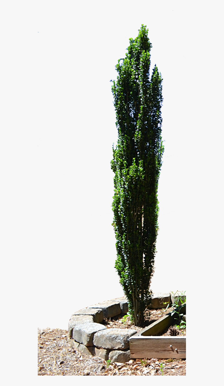 Spruce Mediterranean Cypress Evergreen Tree Planter - Png Cypress Tree Free, Transparent Png
