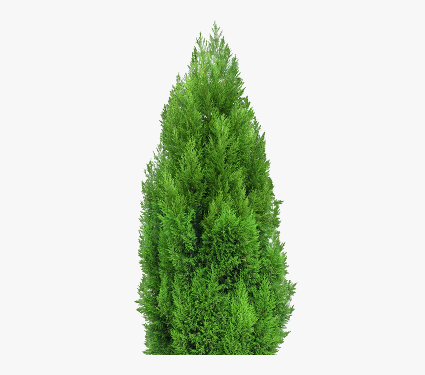 Mediterranean Cypress Tree Landscape Architecture Clip - Mediterranean Cypress Png, Transparent Png