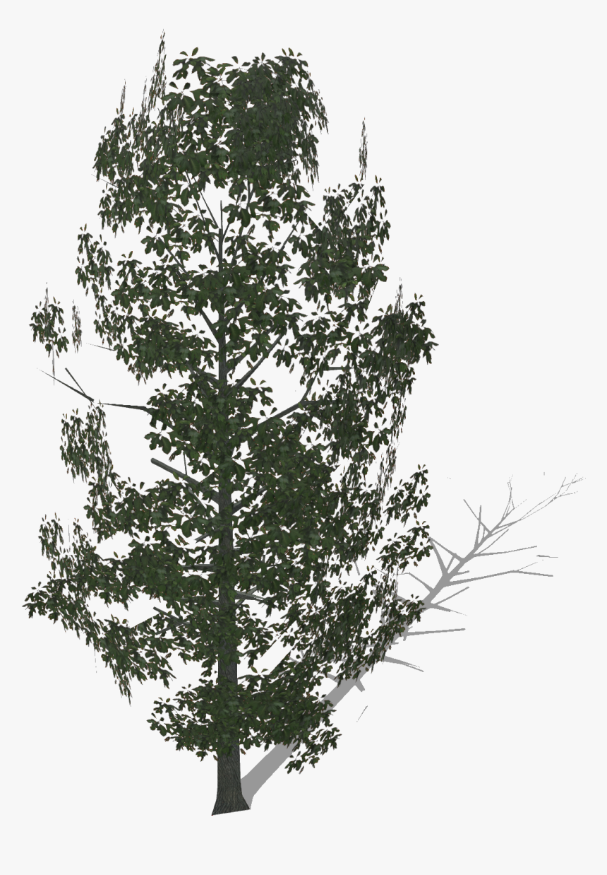 Pond Pine, HD Png Download