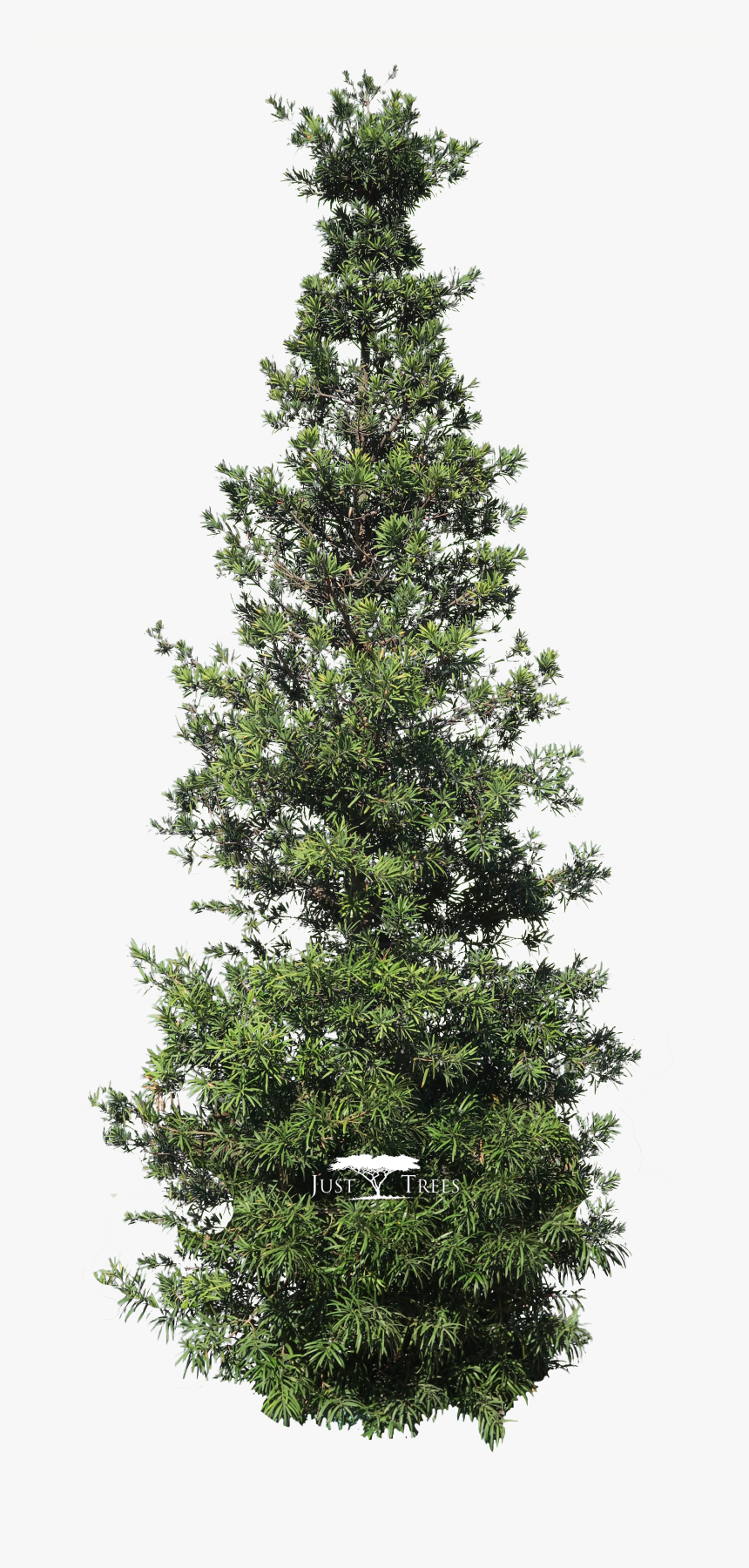 Christmas Tree, HD Png Download