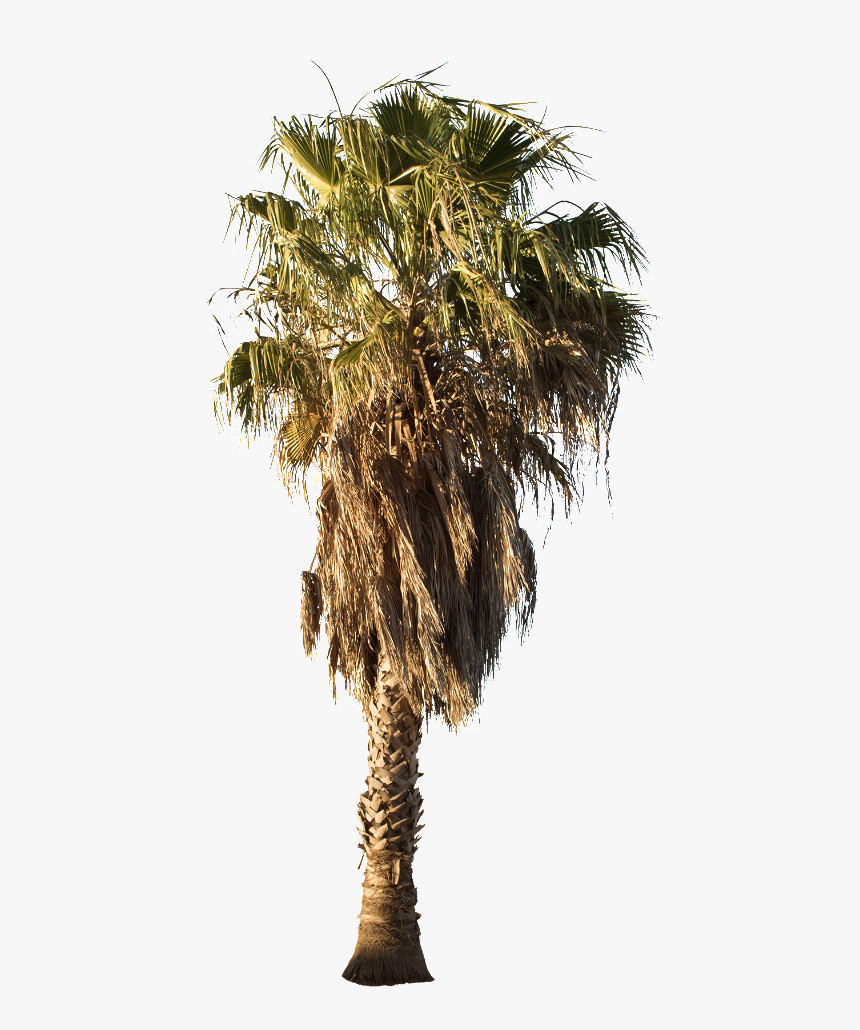 Mexican Fan Palm Tree Png, Transparent Png