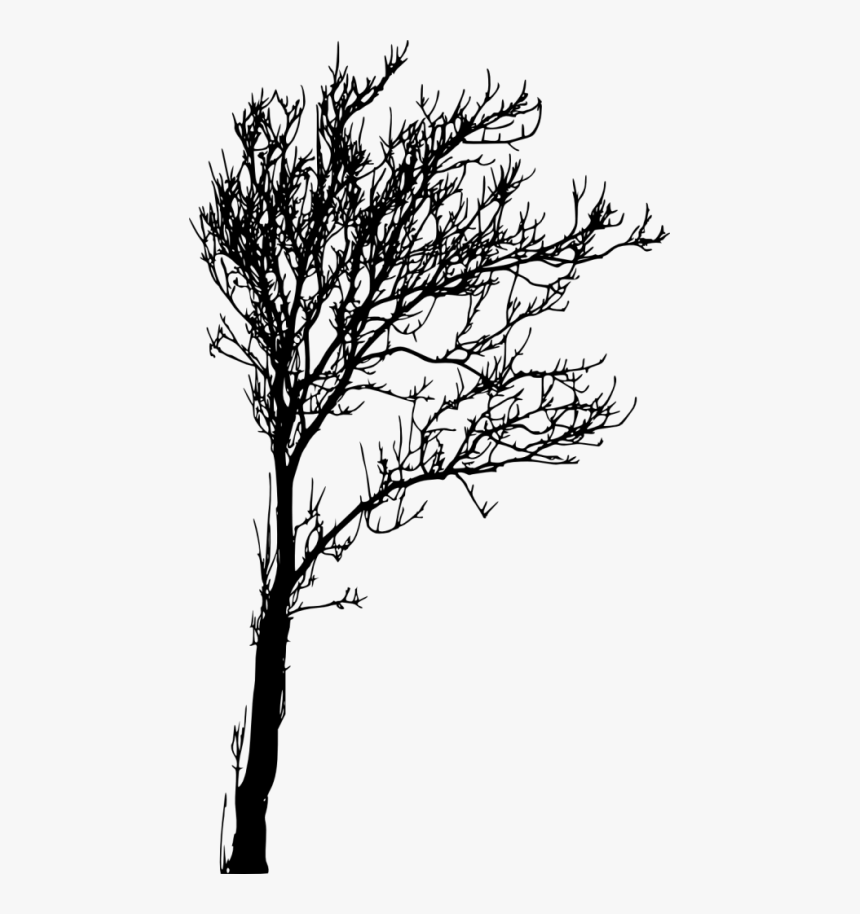Images In Collection Page - Silhouette Tree Images Png, Transparent Png