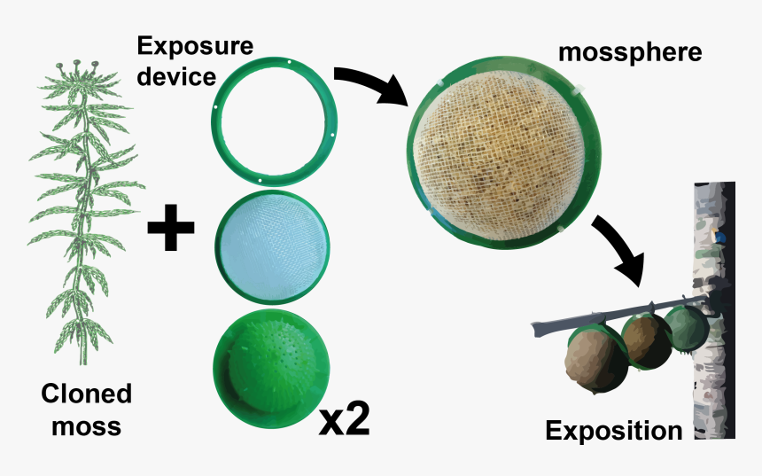 Transparent Spanish Moss Png - Bioreactor For Air Pollution, Png Download