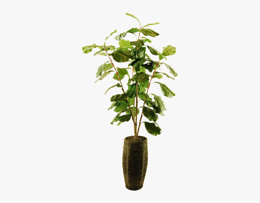 Houseplant, HD Png Download