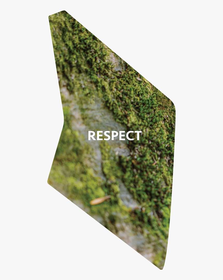 Transparent Mossy Rock Png - Moss, Png Download