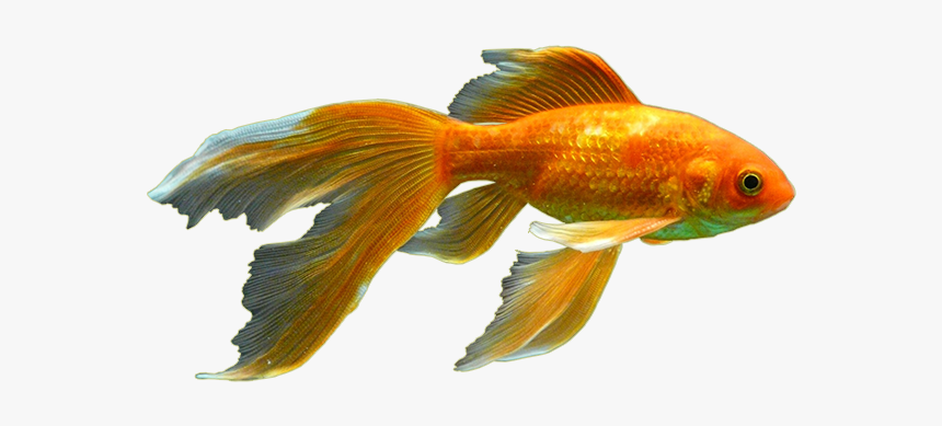 Biology,bony Fish,ray Finned Fish,cyprinidae,koi - Fishes Png, Transparent Png