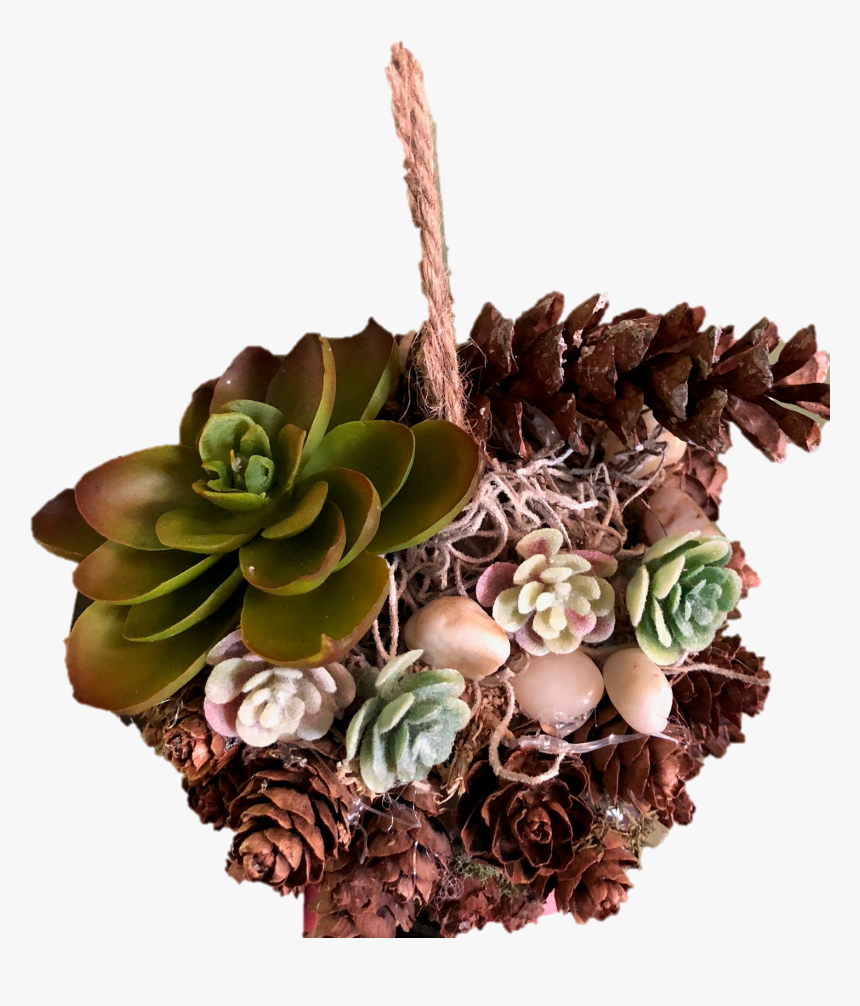 Echeveria, HD Png Download