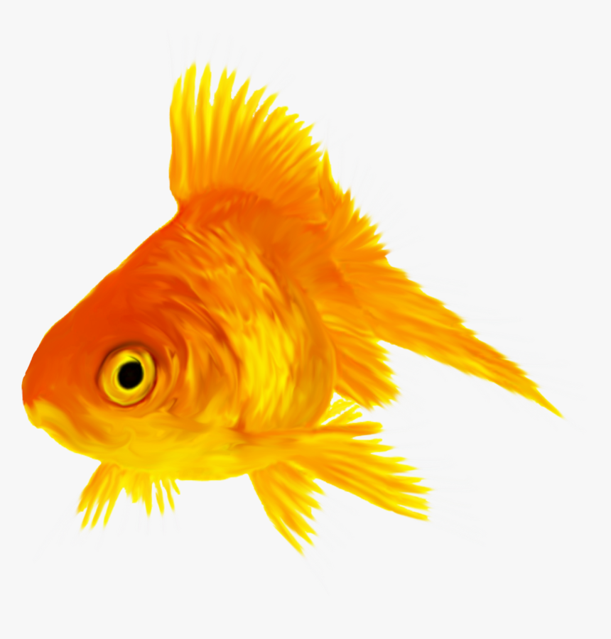 Goldfish, HD Png Download