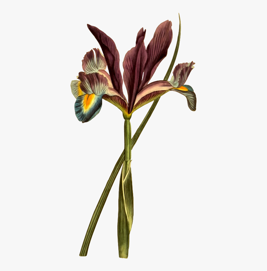 Clipart Spanish Flag Plant Clipart Png Potted Plant - Botanical Illustration Transparent, Png Download