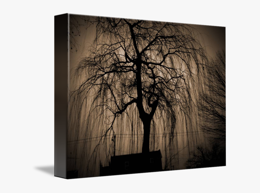 Transparent Weeping Willow Png - Black Weeping Willow Paintings, Png Download