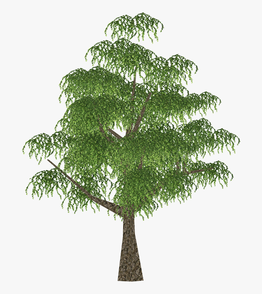 Twig, HD Png Download