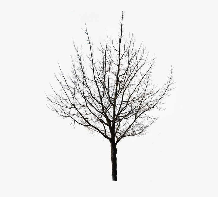 Tree Isolated Nature Autumn Weeping Willow Tap - Winter Tree Silhouette Png, Transparent Png
