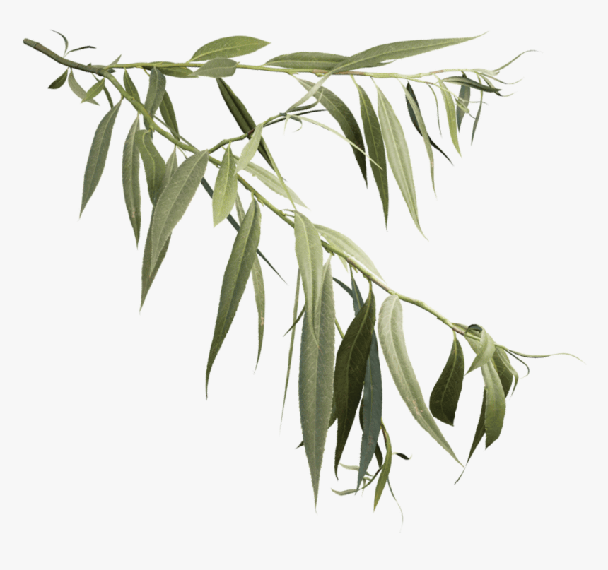 Weeping Willow Branch , Png Download - Willow Tree, Transparent Png