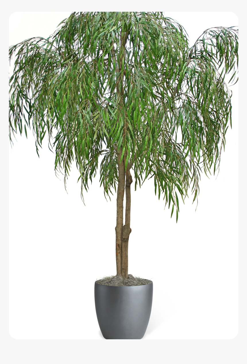 Weeping Willow Png, Transparent Png