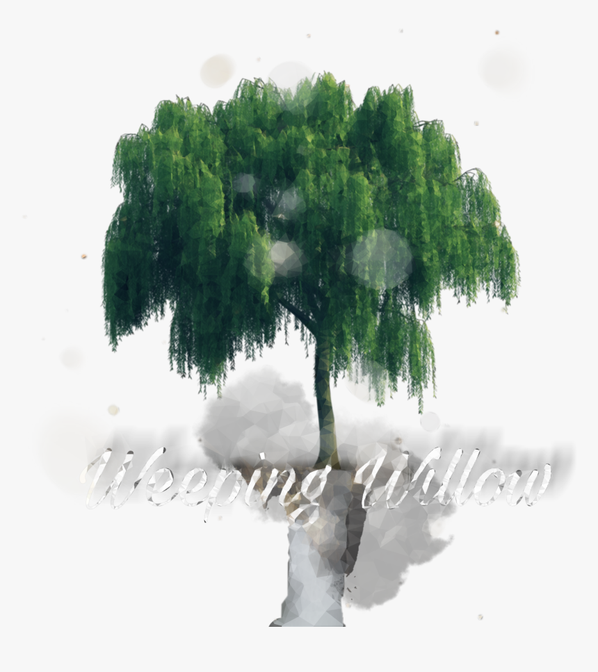 #weepingwillow - Willow Tree Photoshop Png, Transparent Png