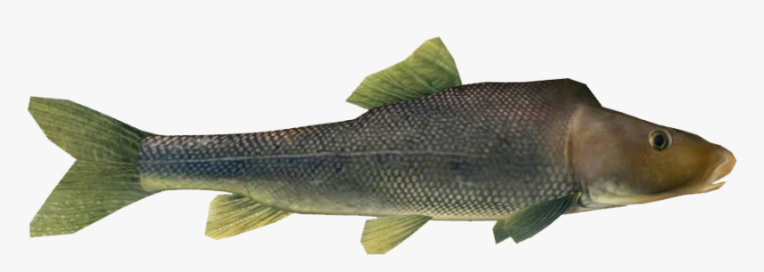 Razorback Sucker - Trout, HD Png Download