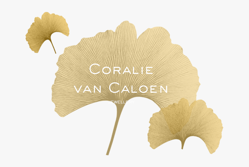 Transparent Deciduous Tree Png - Maidenhair Tree, Png Download