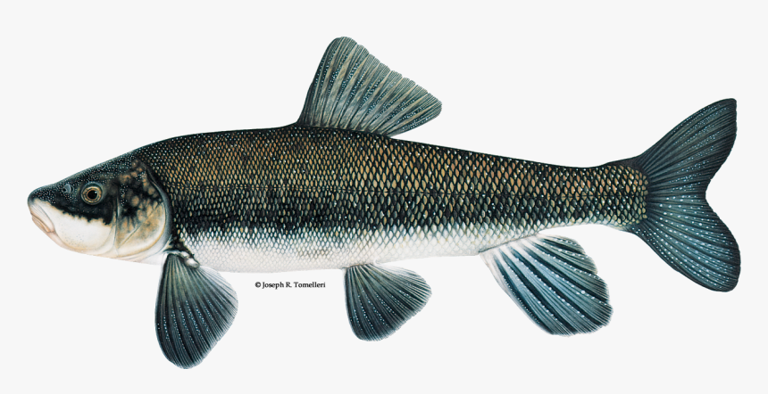 Illustration Of A Shortnose Sucker - Short Nosed Sucker Klamath, HD Png Download