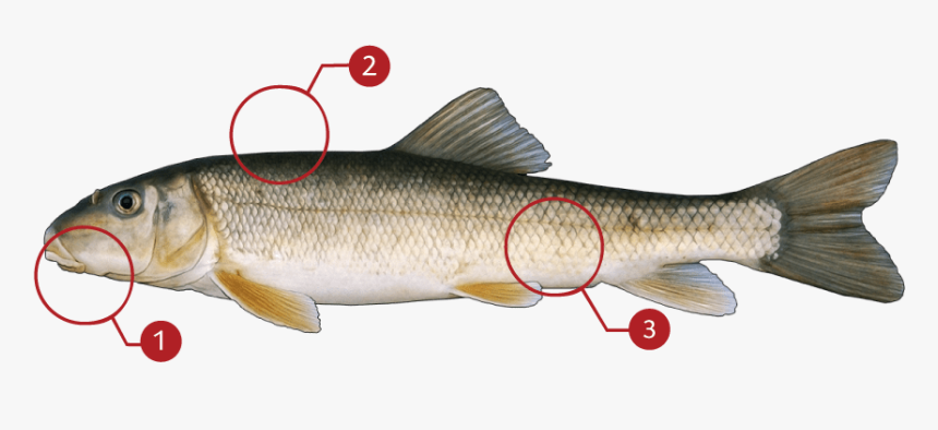 Lunge, HD Png Download