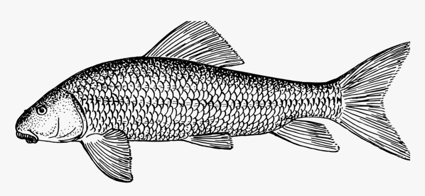 Fish, Animal, Biology, Ichthyology, Zoology - White Sucker Fish Drawing, HD Png Download