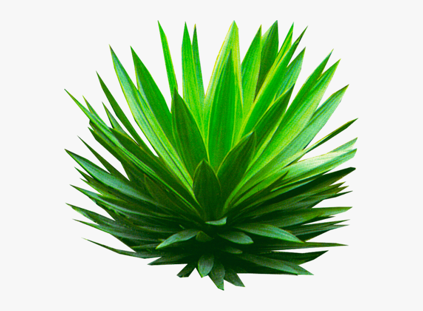 Plant,perennial Plant - Shrub Agave Png, Transparent Png