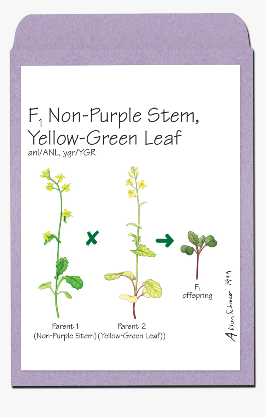 Wisconsin Fast Plants Confetti, HD Png Download