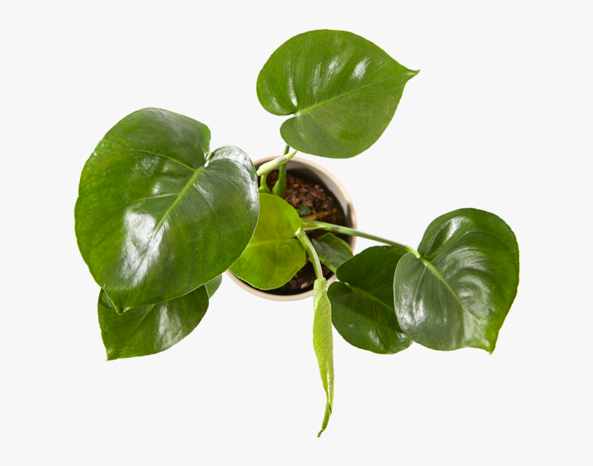 Anthurium, HD Png Download