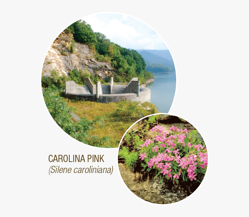 Chrysanths, HD Png Download