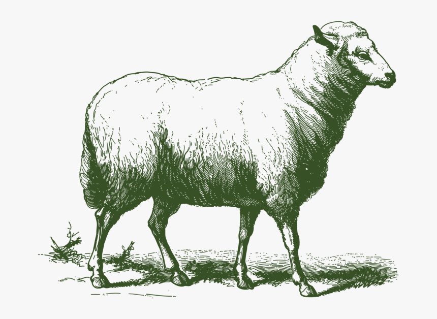 Etchanimal Sheep 01 - Aid Al Adha Png, Transparent Png