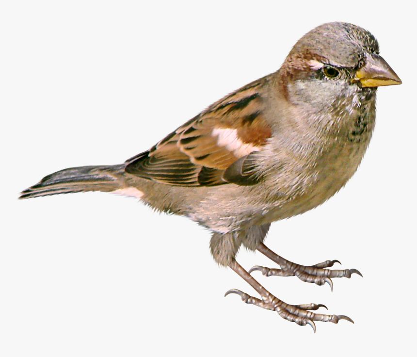Sparrow Png - Sparrow Png Bird Png, Transparent Png