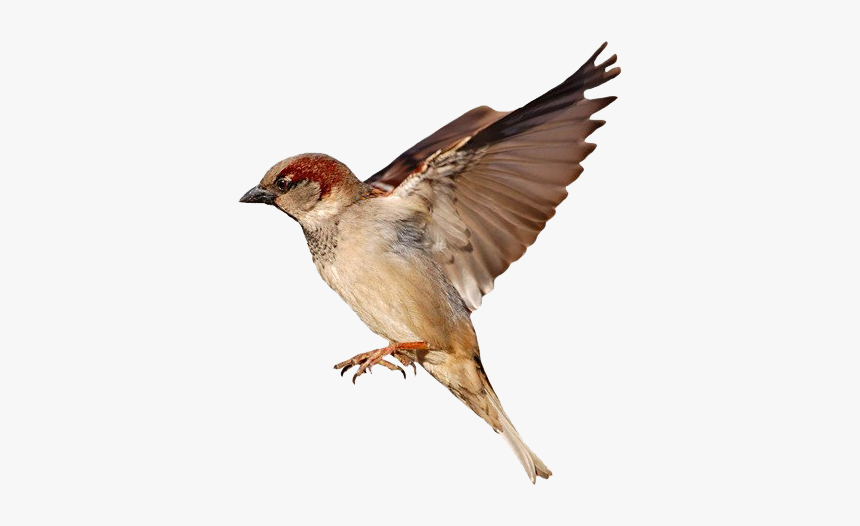 Sparrow Png Photo - Khawab Mein Cheriya Dekhna, Transparent Png