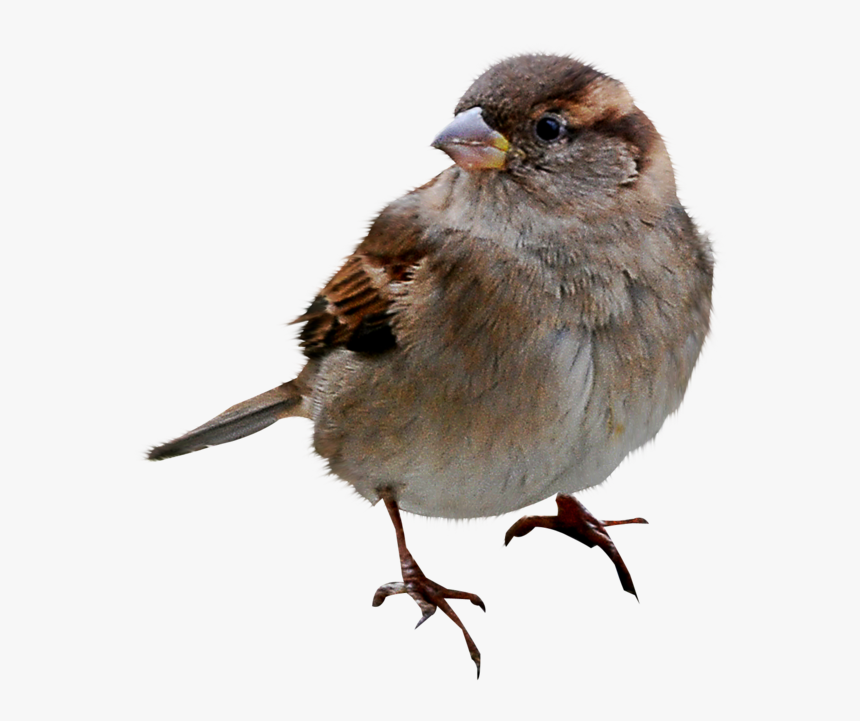 White Crowned Sparrow Png, Transparent Png