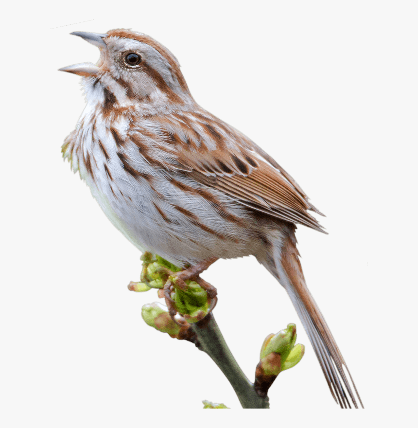 Sparrow Png - Sparrows Png, Transparent Png