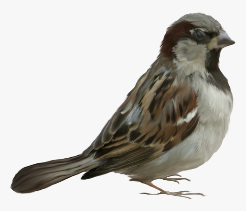 Sparrow Transparent Background, HD Png Download