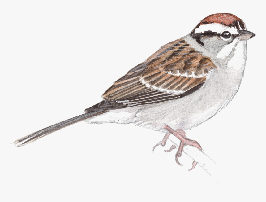 Sparrow Png Free Image Download - John Muir Laws Artist, Transparent Png