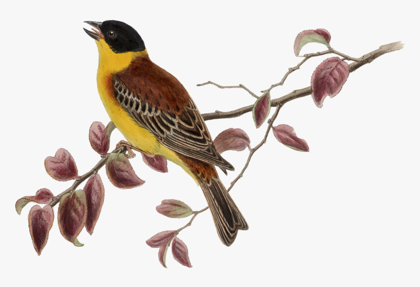 Transparent Watercolor Bird Png - Bird, Png Download