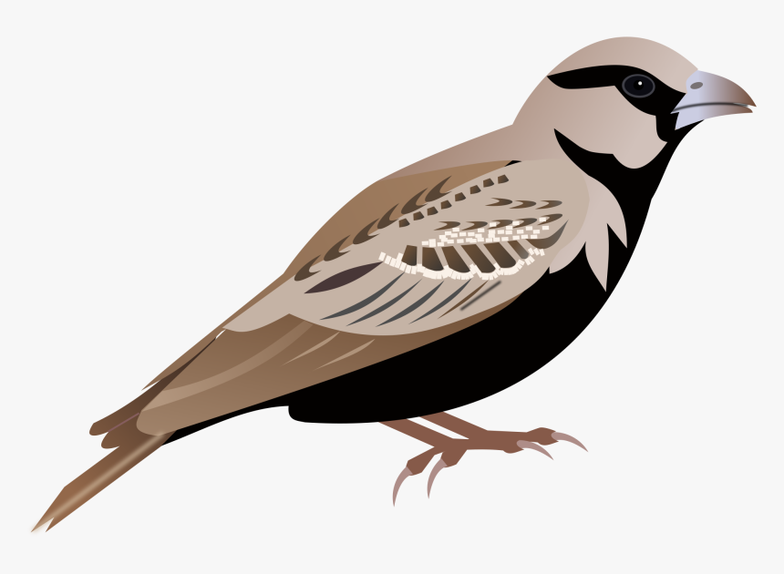 Sparrow Png - Sparrow Png Clipart, Transparent Png